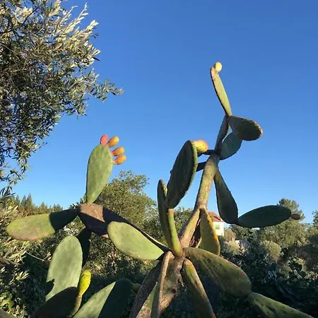 Lovely Quinta In Nature With Pool - Tomar Holiday home Pero Calvo